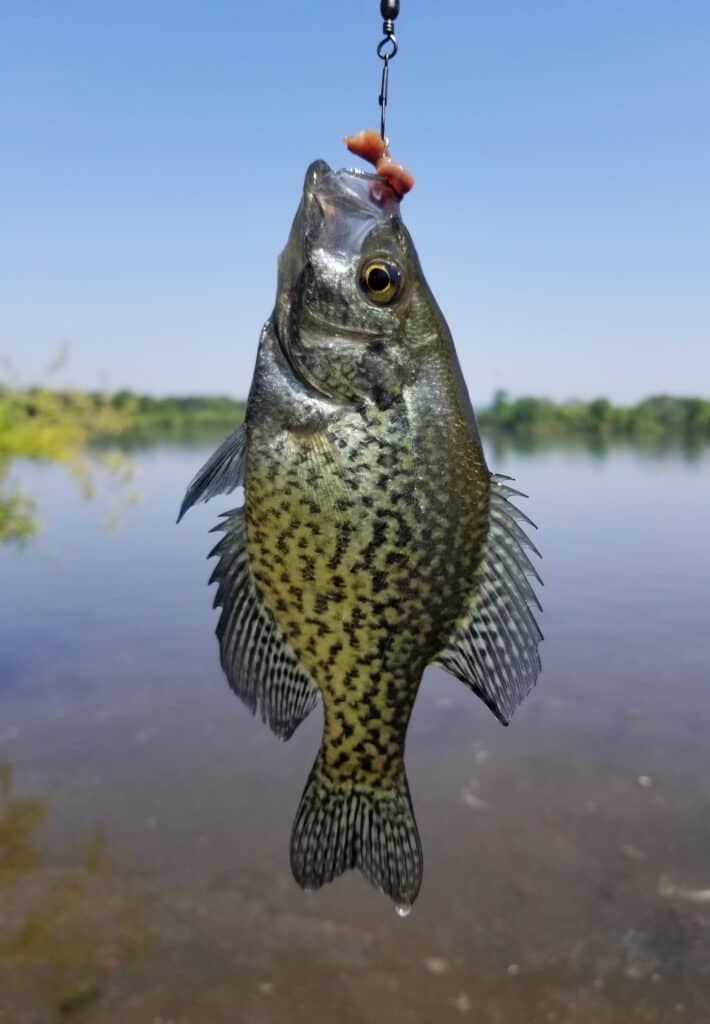 Best Line For Crappie Top Choices For Successful Fishing Jack Outdoors