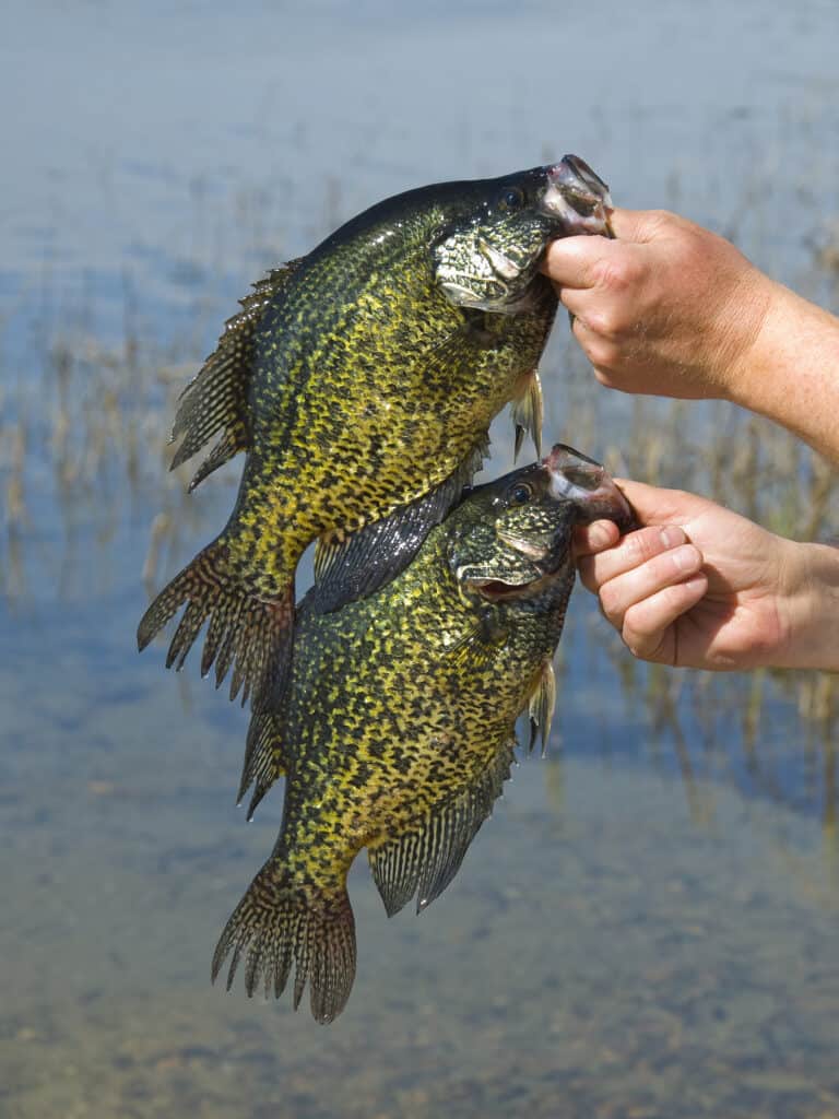 How to Locate and Fish Crappie Beds Jack Outdoors